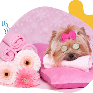 A small dog with a pink bow enjoying a spa day with towels and flowers.