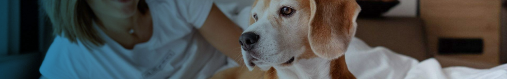 Close-up of a calm dog looking thoughtfully into the distance.