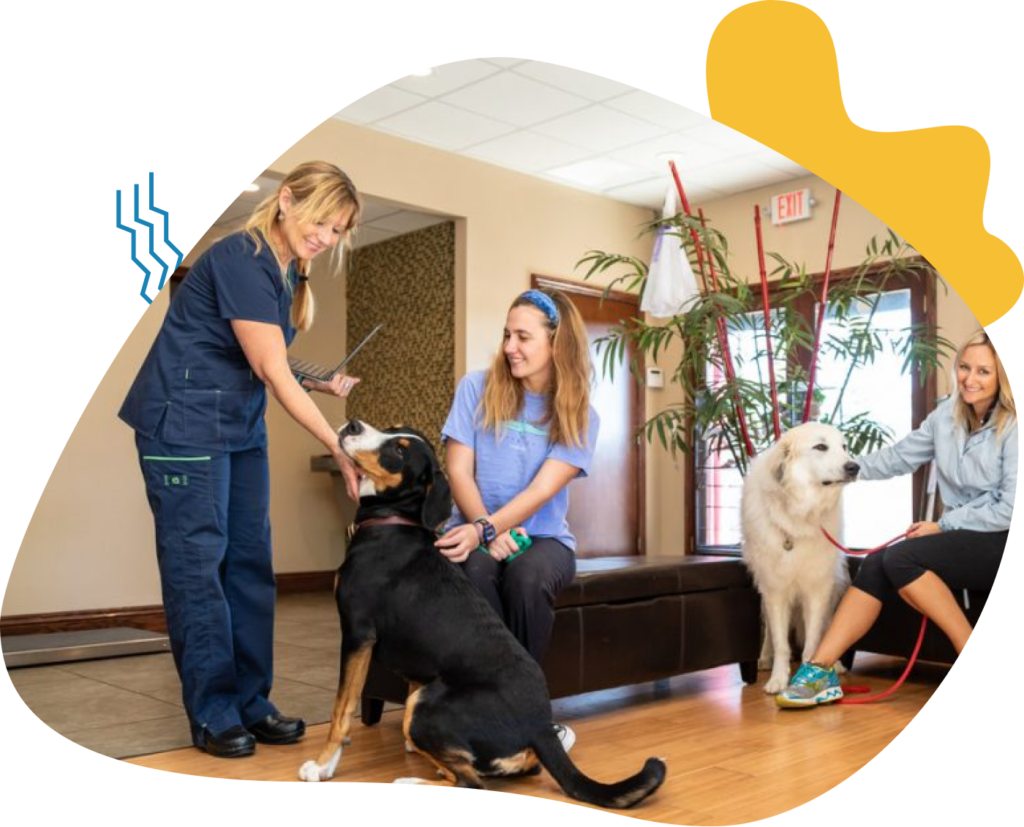 Two women playing with dogs in a cozy living room.