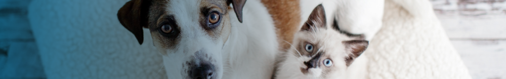 Close-up of a dog's eye and part of its face with brown and white fur.