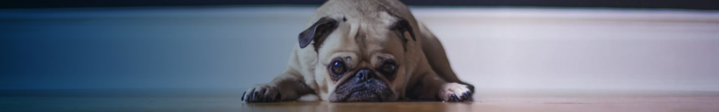 Close-up of a sad pug lying down with big, soulful eyes.